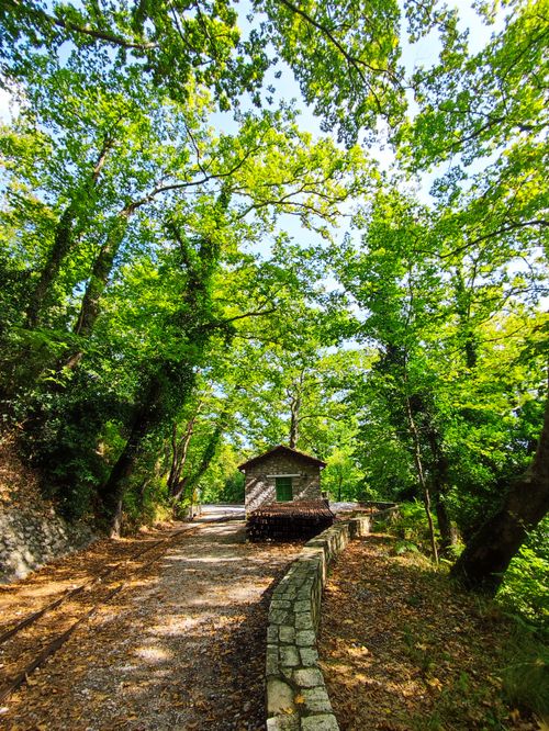 Free stock photo of beautiful nature, forest, forest background Stock Photo