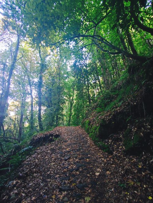 Free stock photo of forest, forest path, greece Stock Photo