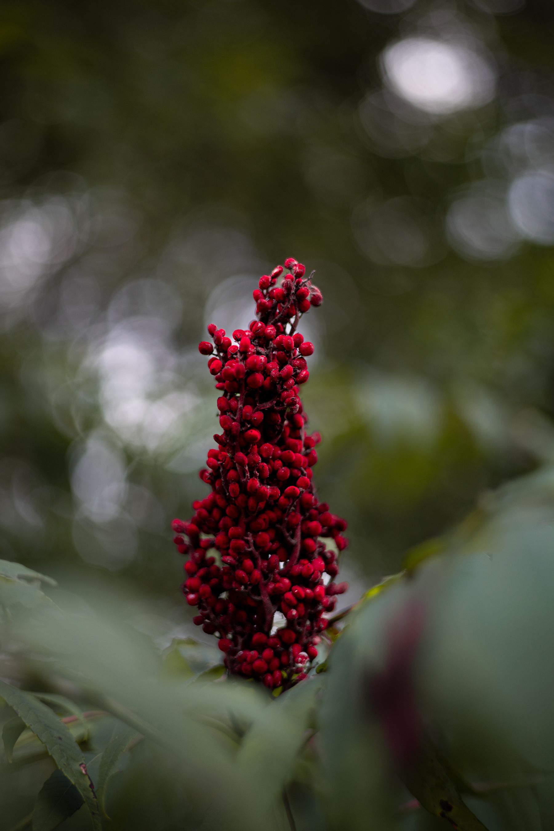 Fresh red sumac berries growing on a sumac plant