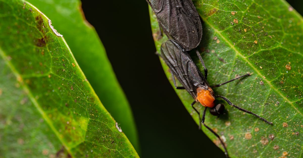 Insects on Leaf · Free Stock Photo