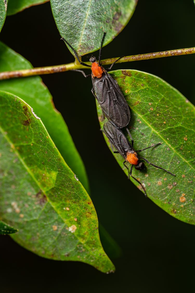 Insects On Leaf