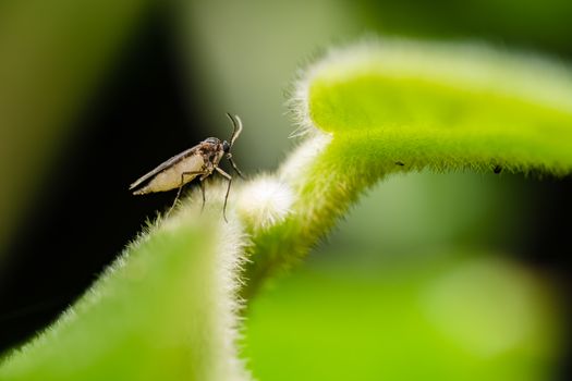 Macro shot of an insect resting on a bright green fuzzy leaf in a natural setting.