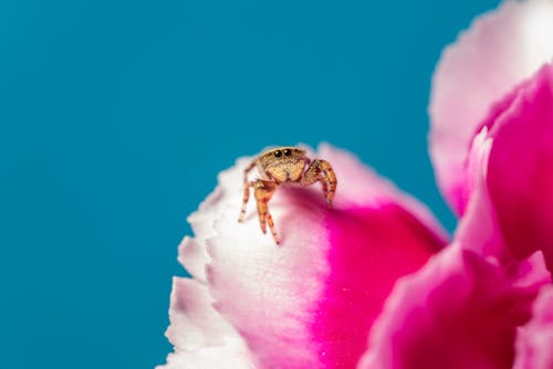 Ücretsiz çiçek, eklem bacaklı, hayvan içeren Ücretsiz stok fotoğraf Stok Fotoğraflar