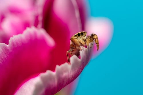 Free Close-up of a jumping spider perched on a vibrant pink flower with a clear blue background. Stock Photo