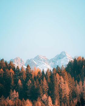 Stunning autumn forest with snowy mountains under a clear blue sky, perfect for a nature wallpaper.