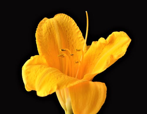 Yellow Butter Popcorn Day Lily