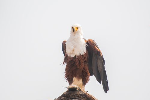 Free Close-up of an African Fish Eagle with striking plumage, perched outdoors in South Africa. Stock Photo