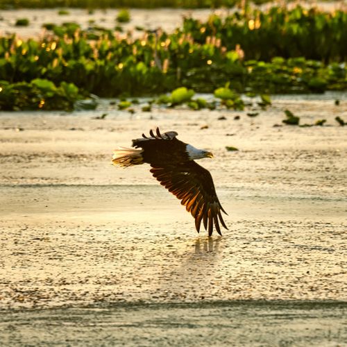 Free A majestic bald eagle flies low above a river in Alma, Wisconsin, capturing the essence of wildlife in sunset glow. Stock Photo