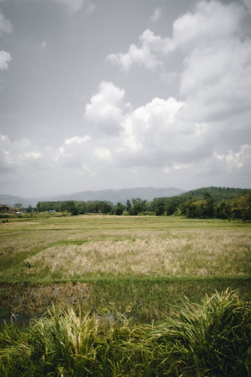 Cloudy Sky over a Rice Paddies