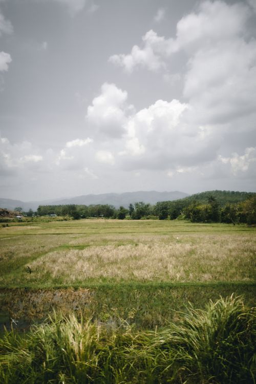 Free Lush rice fields stretch under a dramatic cloudy sky in a serene countryside landscape. Stock Photo