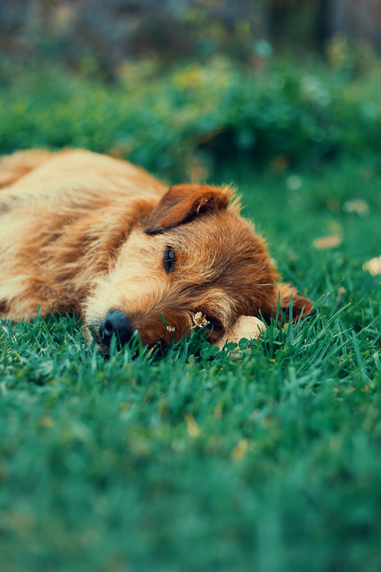 Dog Sleeping On Grass