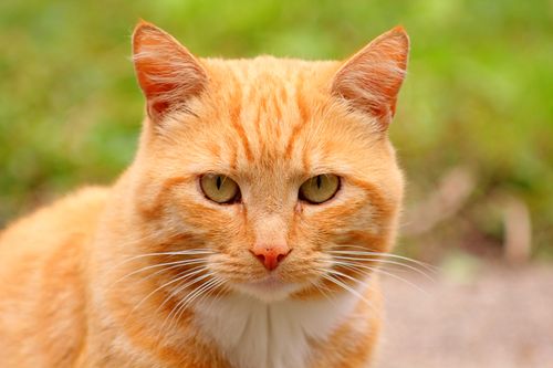 Free Adorable close-up of a ginger tabby cat with green eyes outdoors in natural light. Stock Photo