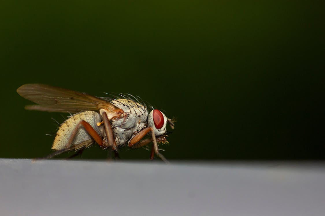 Gratis arkivbilde med flue, fly, insekt