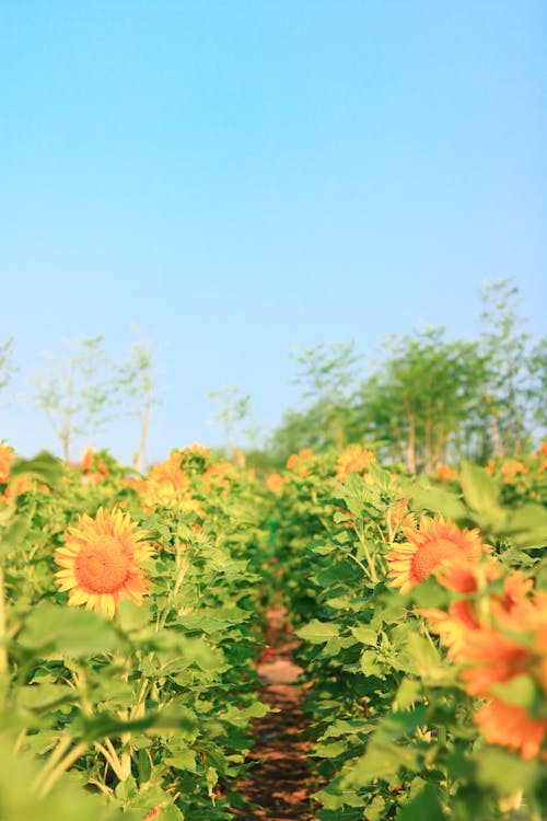 ayçiçekleri, Bahçe, çekinmeyin içeren Ücretsiz stok fotoğraf