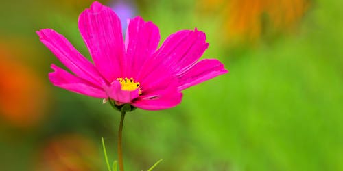 Blooming Pink Cosmos Flower