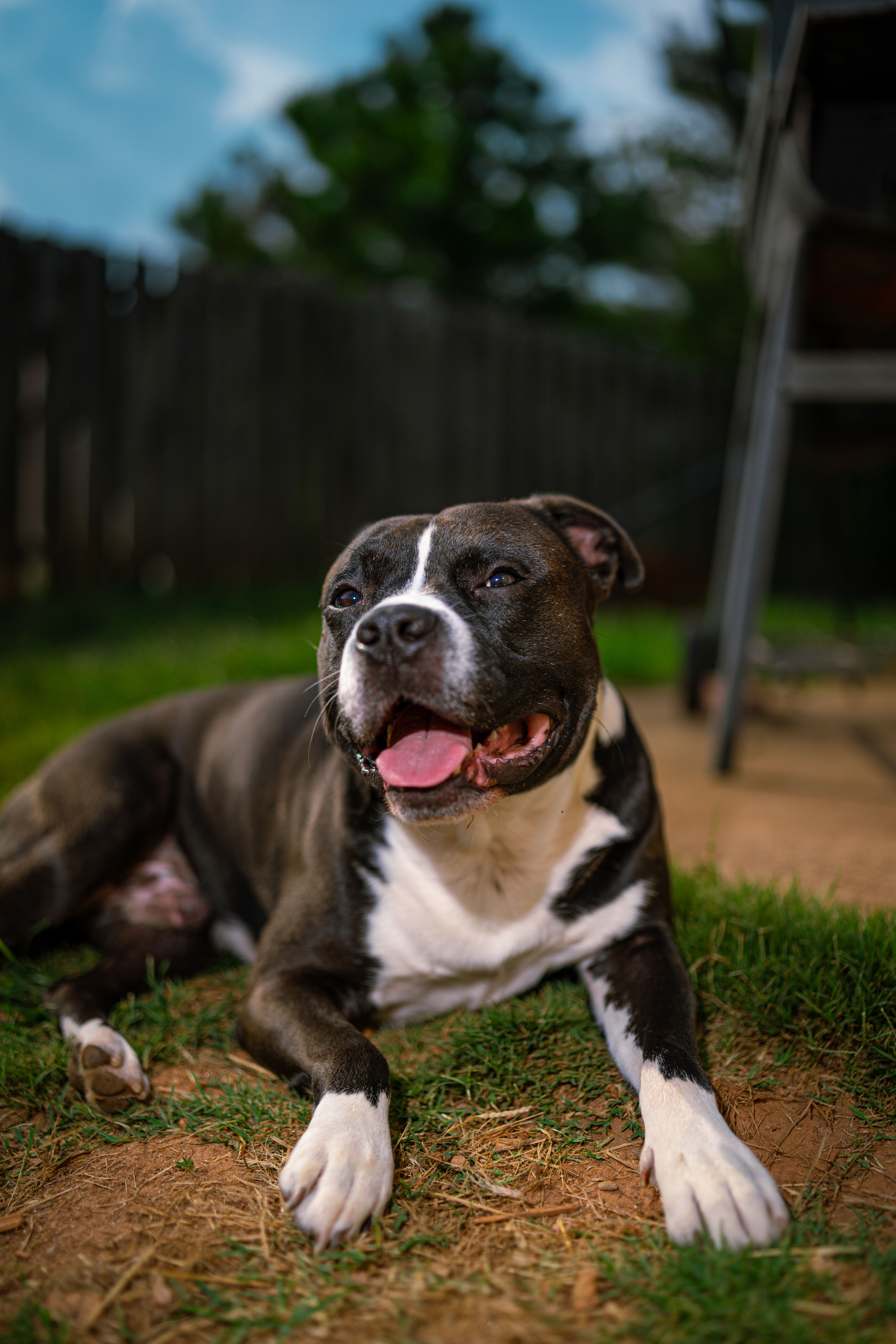 Close Up Photo of Dog Lying on the Ground · Free Stock Photo