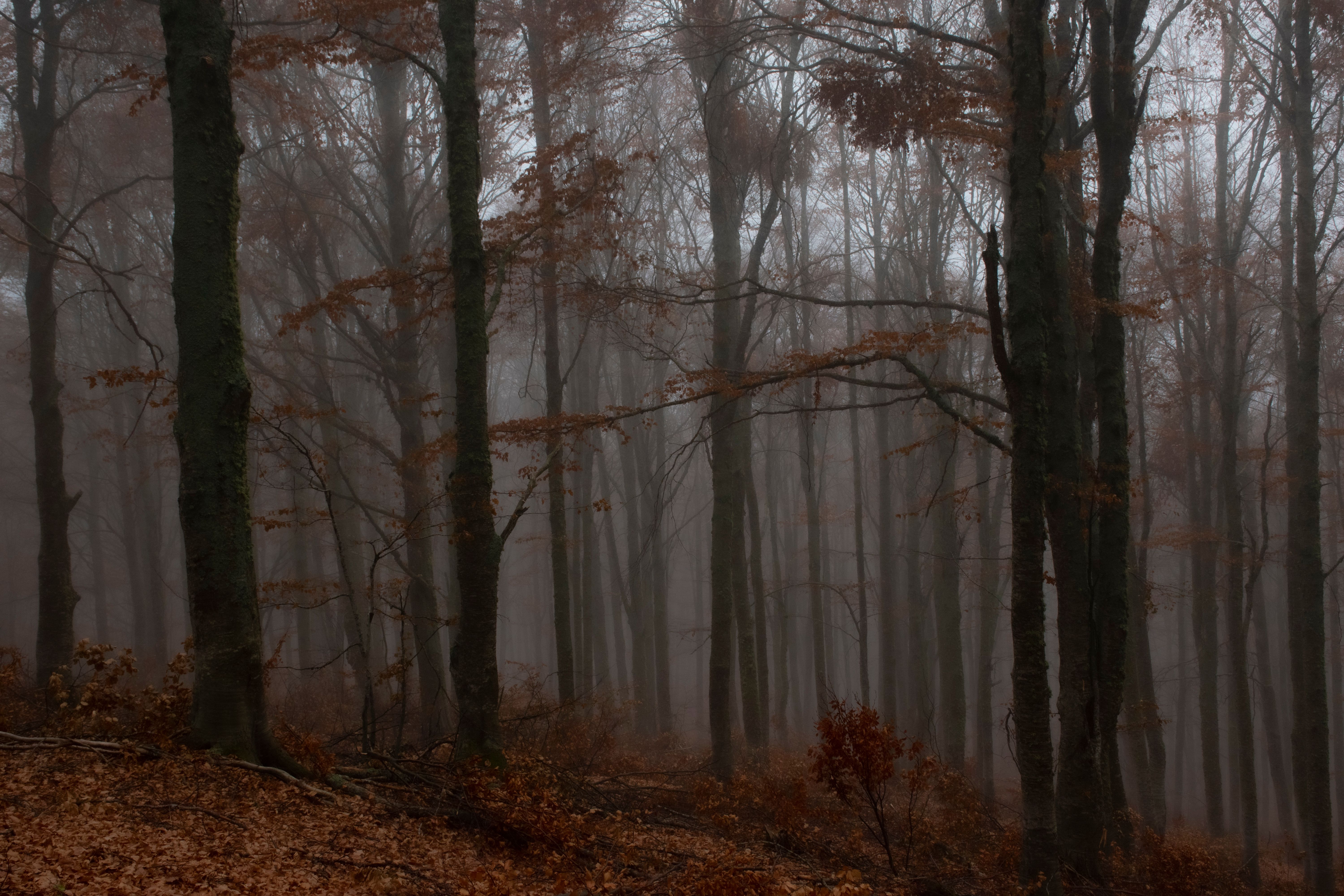 Eerie and atmospheric fog envelops a tranquil forest, creating an enchanting woodland scene.. eerie, atmospheric, envelops