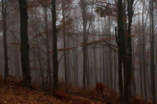 Eerie and atmospheric fog envelops a tranquil forest, creating an enchanting woodland scene.