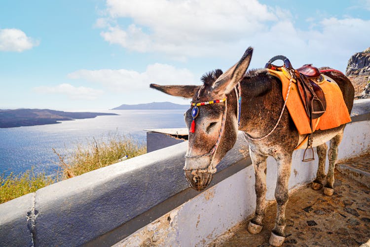 Saddle On A Donkey