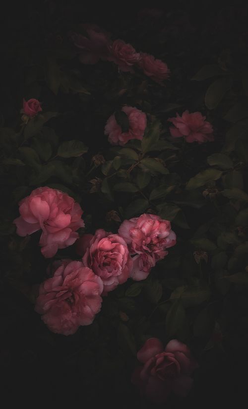 Free Close-up of delicate pink peonies with dark foliage creating a moody floral composition. Stock Photo