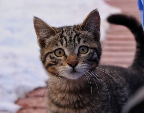 Close-up Photo of a Kitten