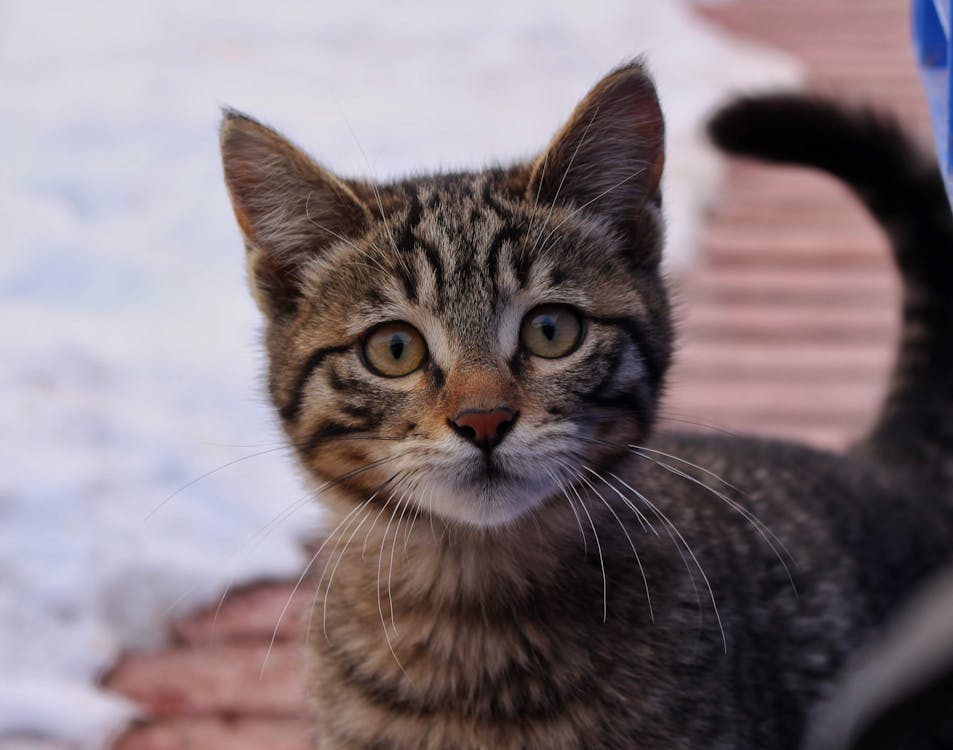 Close-up Photo of a Kitten