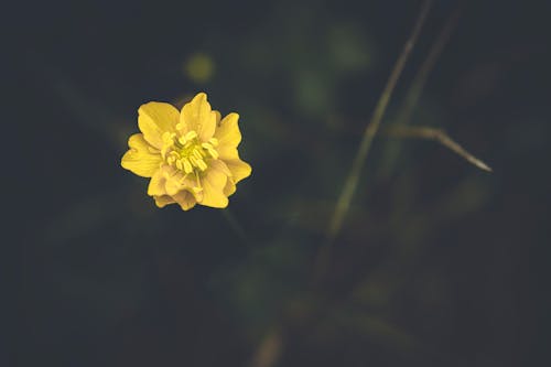 çiçek, çiçek açan çiçek, doğa içeren Ücretsiz stok fotoğraf