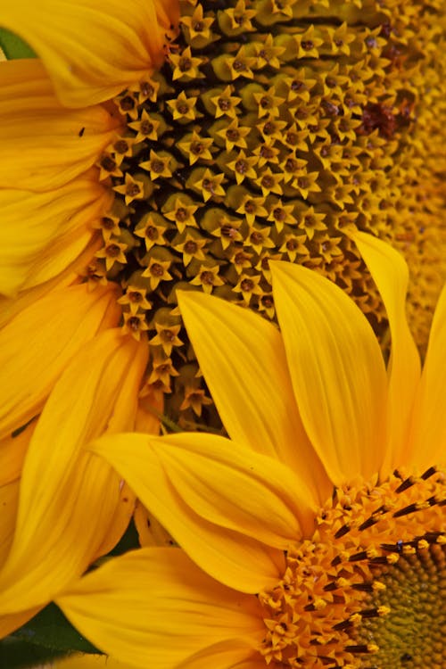 Free stock photo of flower, sunflower, yellow