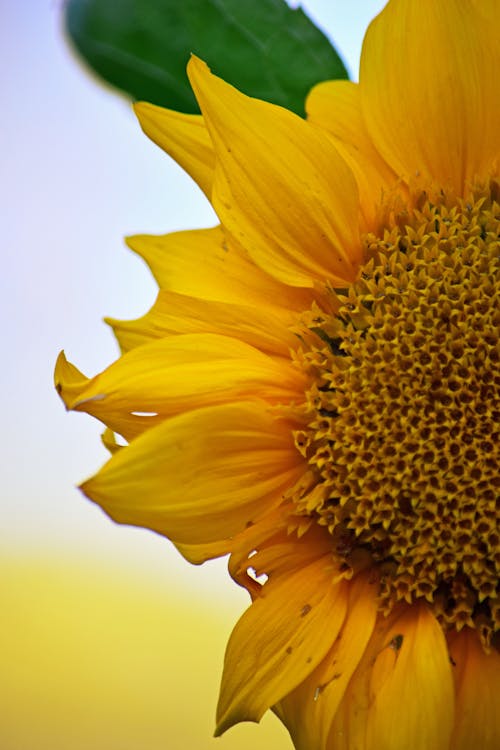 Foto d'estoc gratuïta de flor, gira-sol, groc