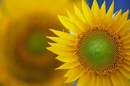 Fotobanka s bezplatnými fotkami na tému kvet, slnečnica, žltá