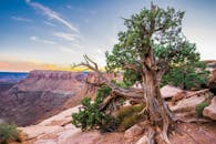 峡谷地国家公园拥有令人惊叹的景观，其独特的岩层和日落附近的树木