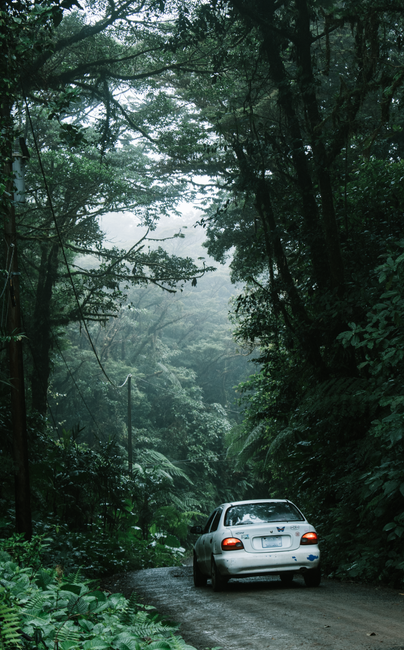 A car drives through a foggy forest on a narrow countryside road, surrounded by dense trees.
