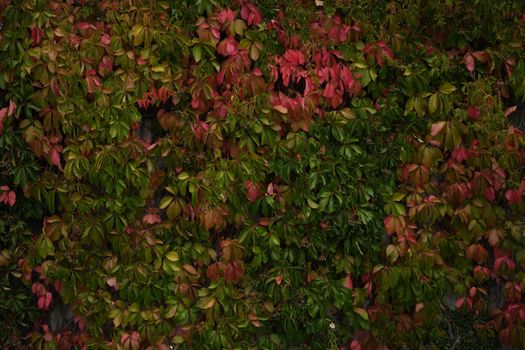 Vibrant green and red leaves creating a natural autumn backdrop.