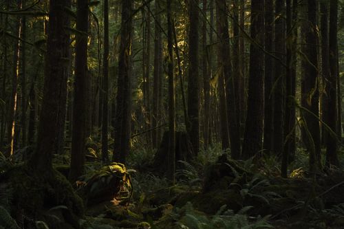 Free A tranquil forest scene with sunlight softly illuminating moss-covered trees and foliage. Stock Photo