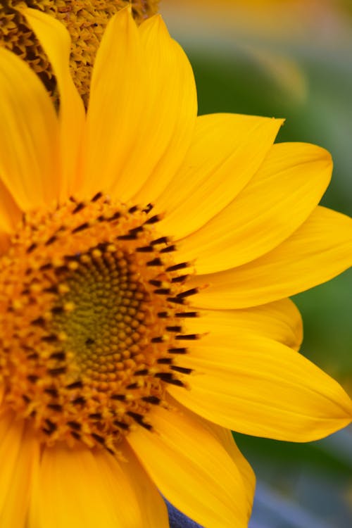 Gratis stockfoto met bloem, geel, zonnebloem