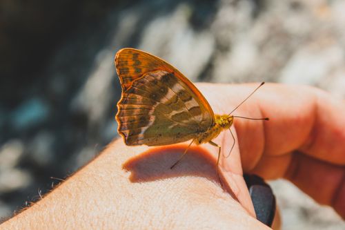 Free Detailed shot of a silver-washed fritillary butterfly perched on a human hand. Stock Photo