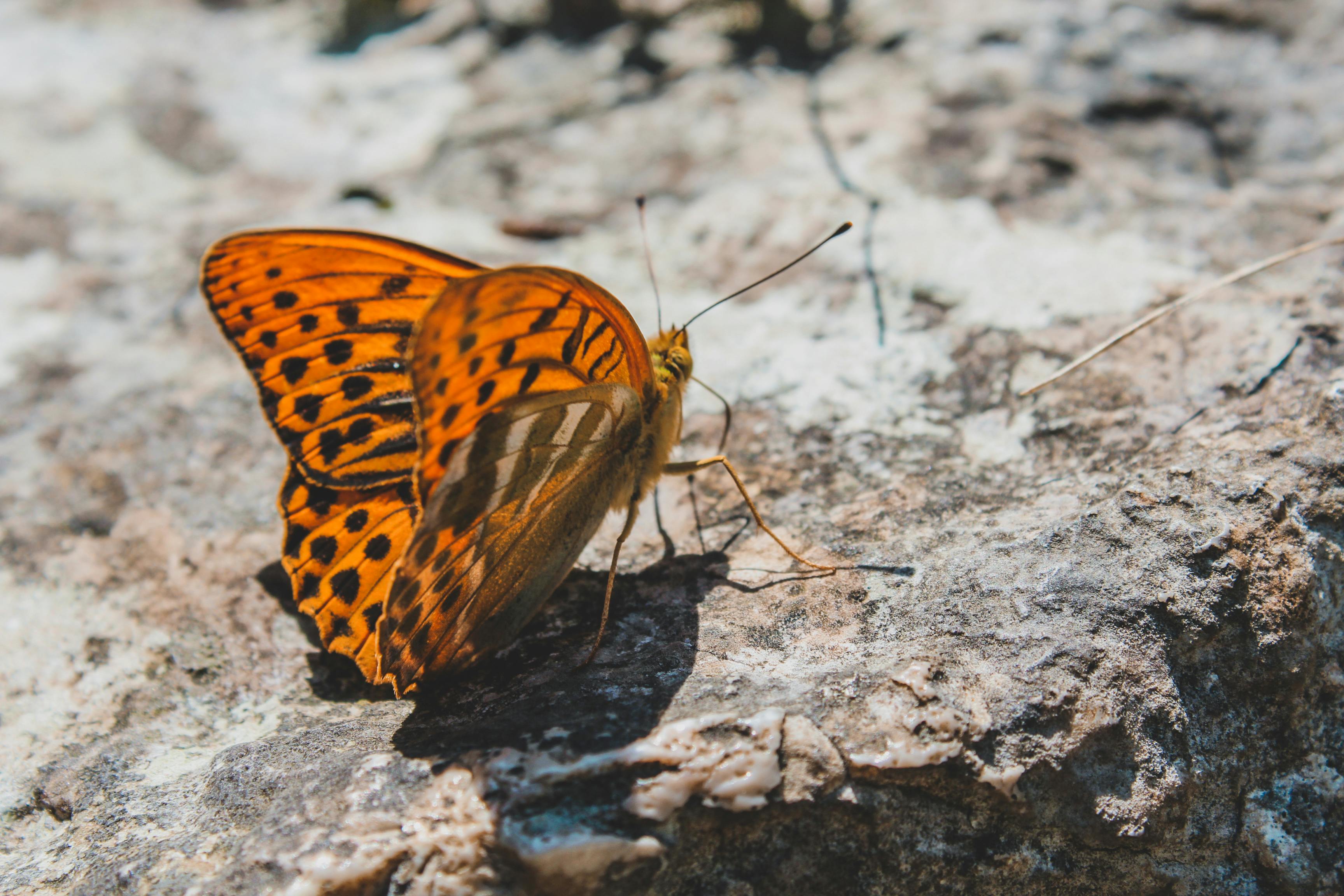 brown and black butterfly on brown soil