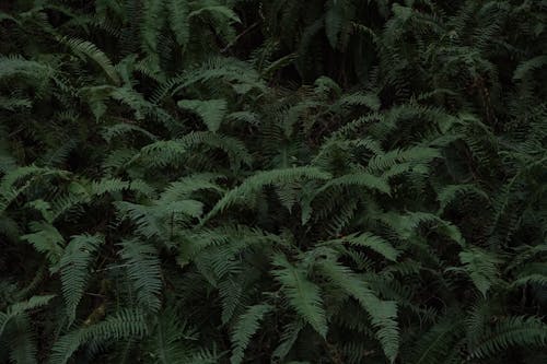 Photo of Fern Plants