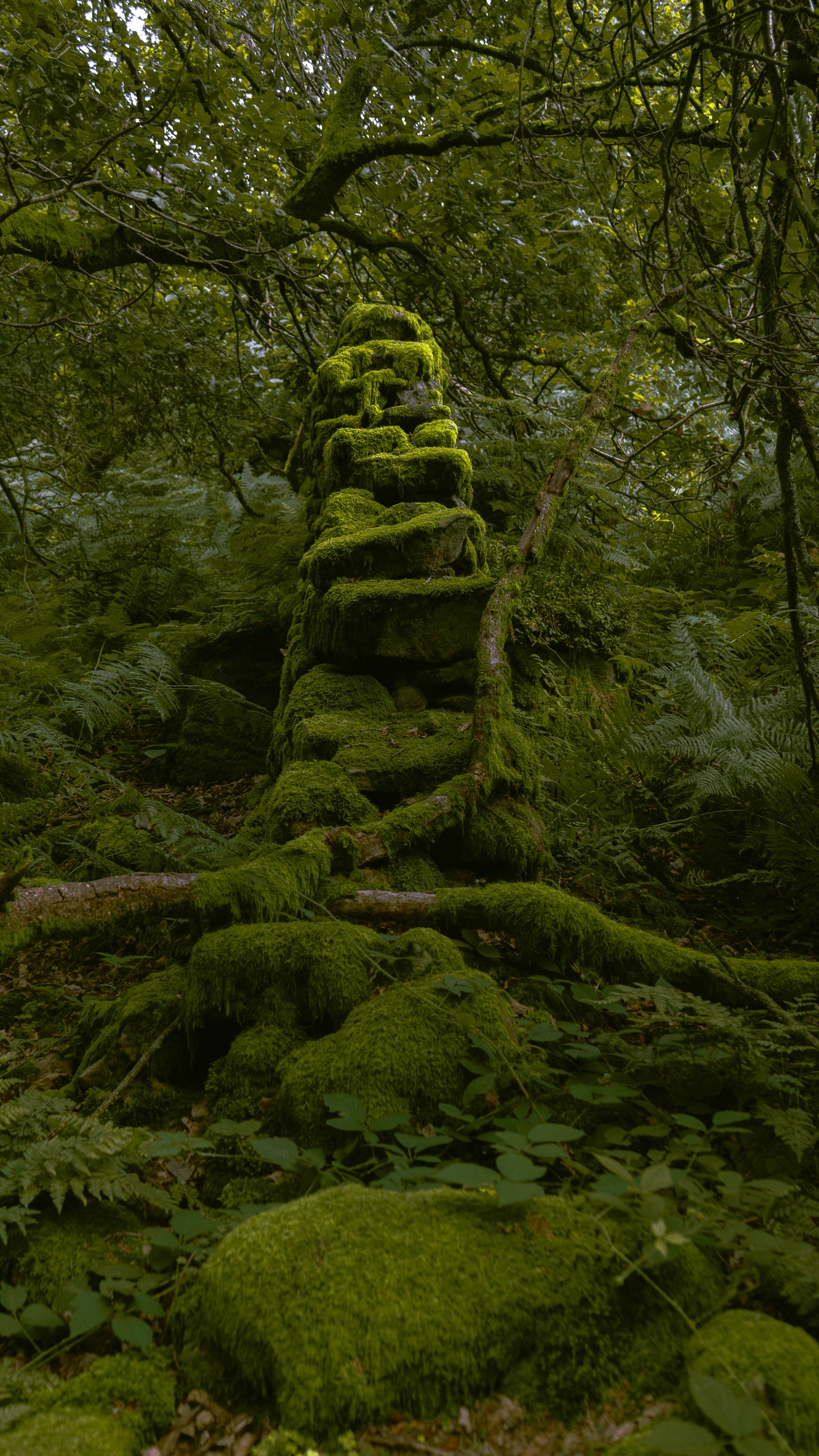 Rocks in the Forest · Free Stock Photo