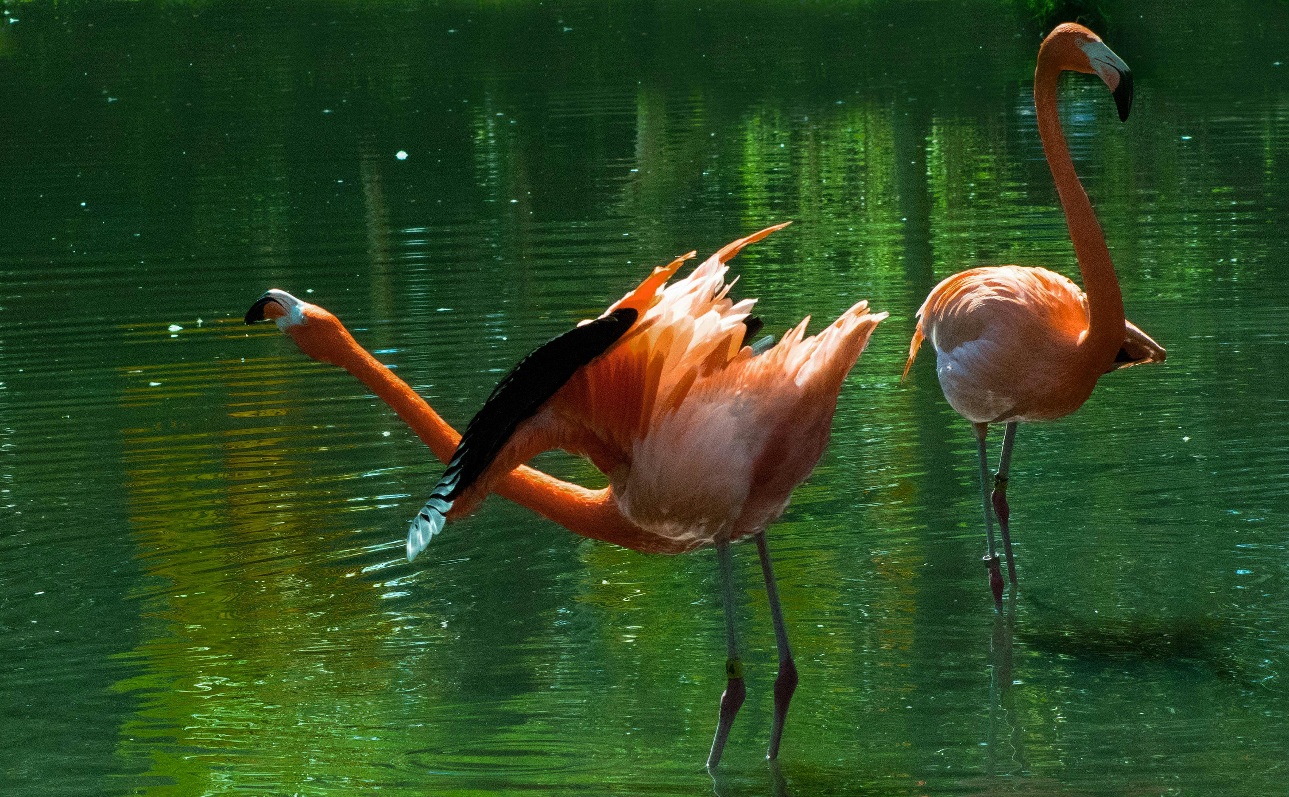 Foto Stok Gratis Tentang Flamingo