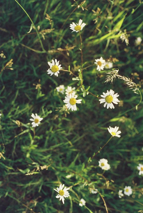 Kostnadsfri bild av blomfotografi, blomning, gräs