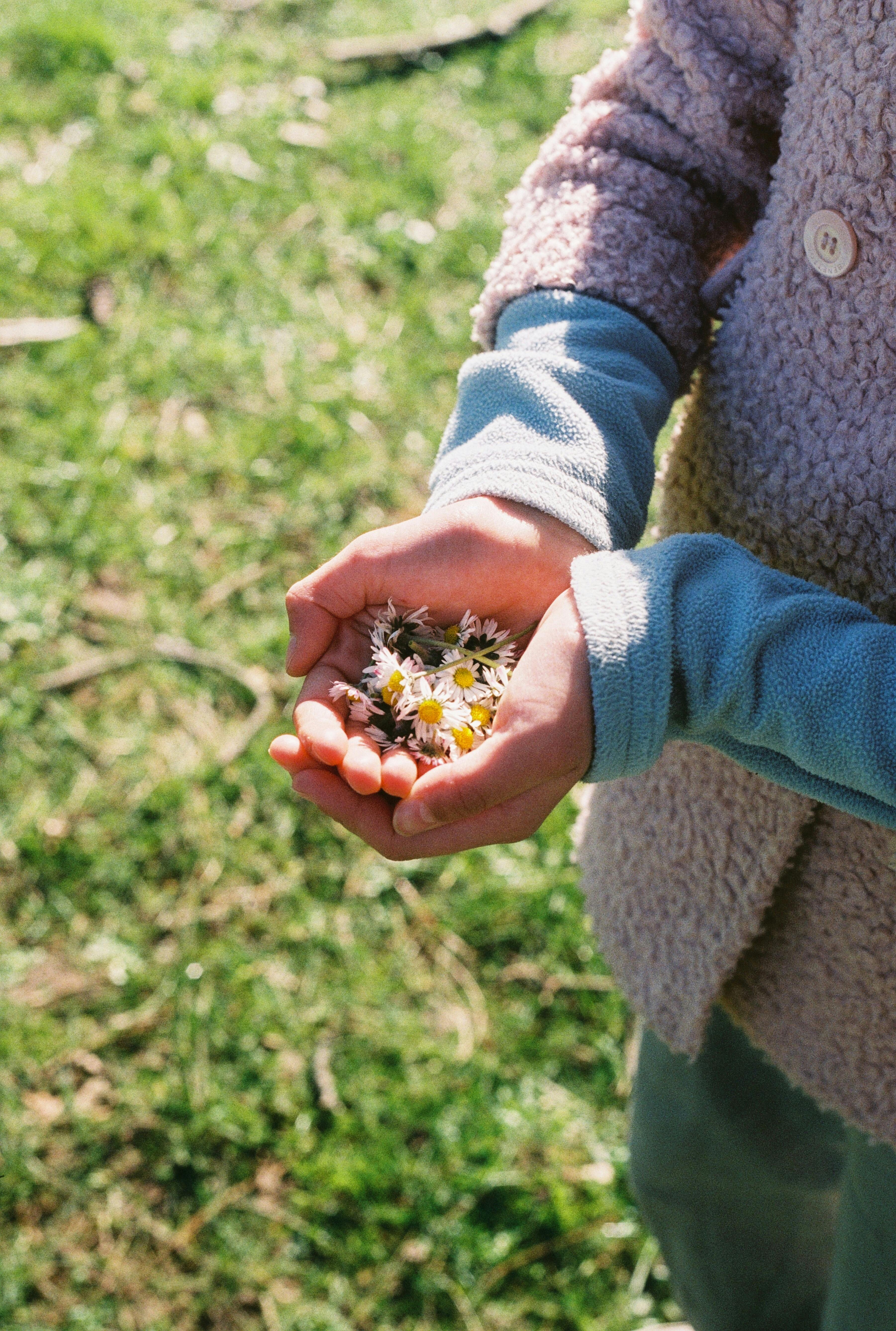 A close-up of hands gently holding daisies outdoors with a spring backdrop.