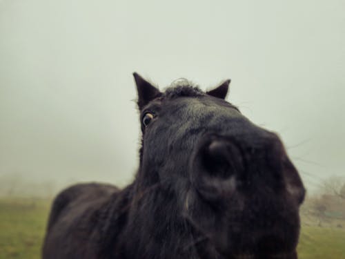 Gratis stockfoto met beest, cameralens, kijkend