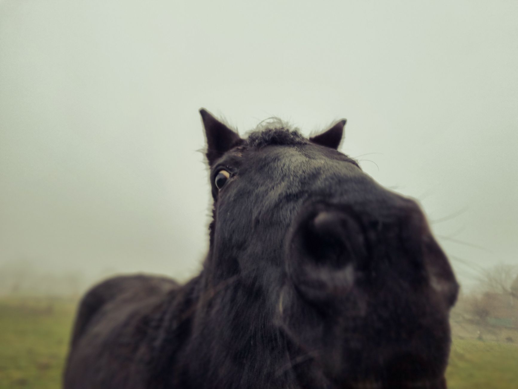 Healthcare and wellness consultation for a horse