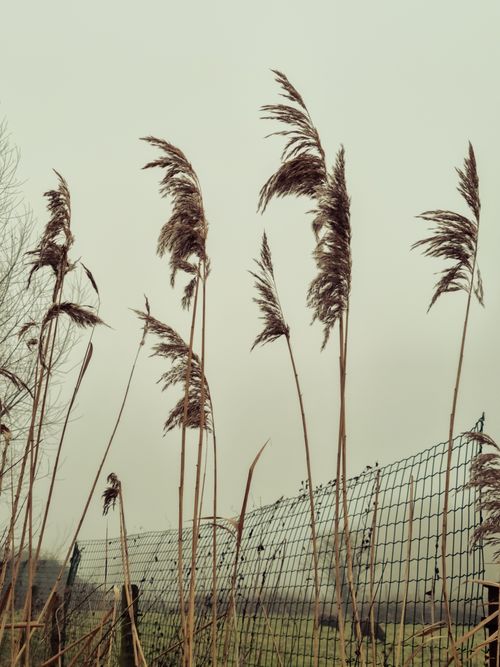 Free Tall reeds sway in a misty meadow with a rustic fence, capturing the essence of fall's serene beauty. Stock Photo