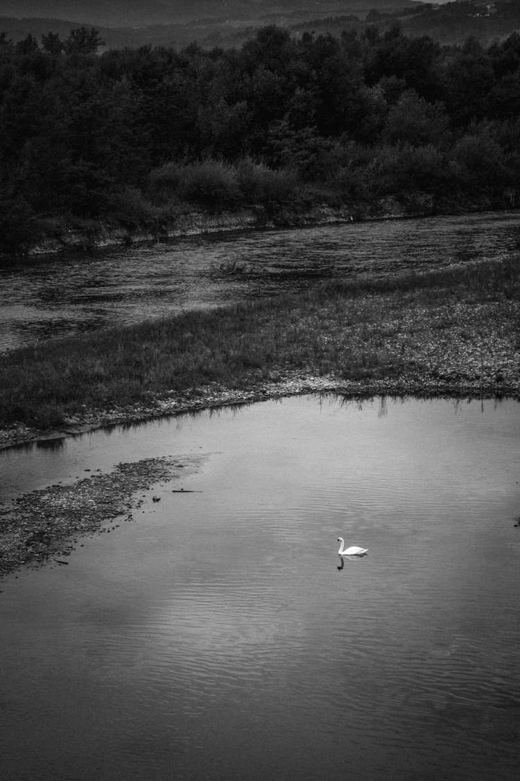 A Swan On The River 