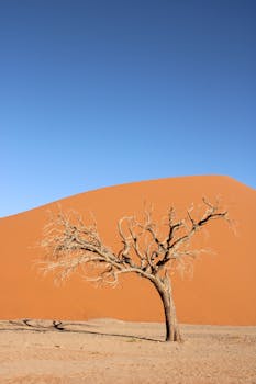 A solitary dead tree stands against a vast Namib Desert sand dune under a clear blue sky.