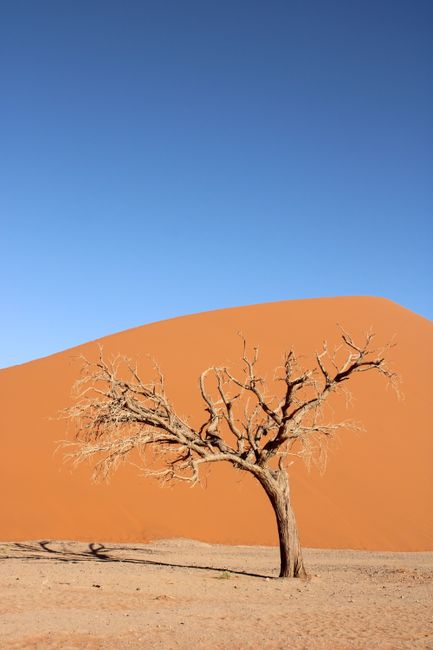 A solitary dead tree stands against a vast Namib Desert sand dune under a clear blue sky.