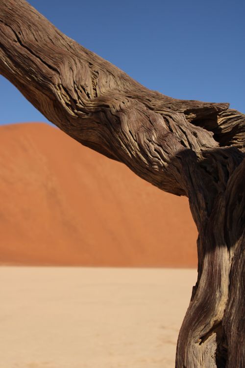 Free Close-up of twisted dead tree trunk against desert dunes under a clear blue sky. Stock Photo