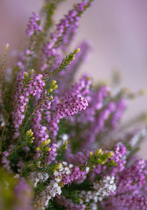 Close Up Photo of Pink Flowers